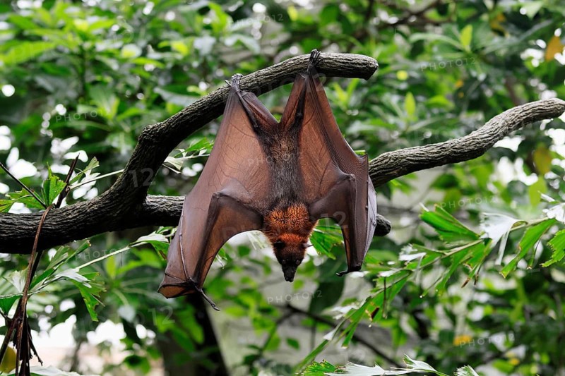 Kalong flying fox (Pteropus vampyrus), adult, in sleeping tree, during the day, alert, Singapore, Southeast Asia