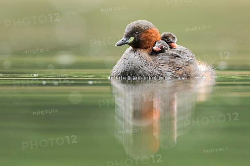 Little Grebe (Tachybaptus ruficollis) with chicks, Hesse, Germany