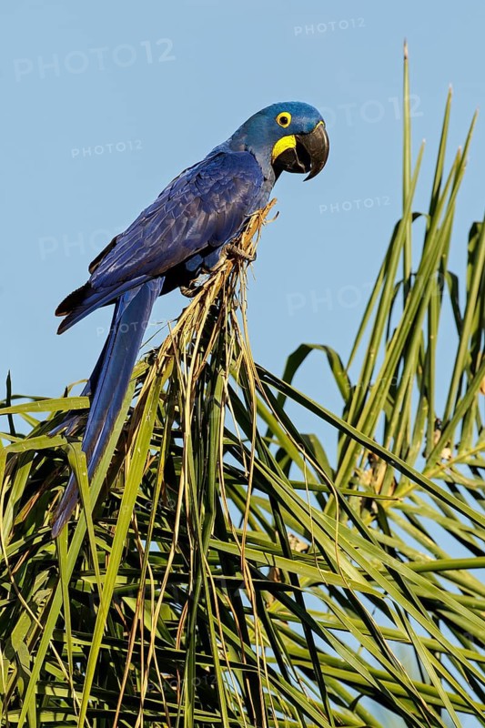 Hyacinth Macaw (Anodorhynchus hyacinthinus) perched on a branch in the Pantanal region of Brazil