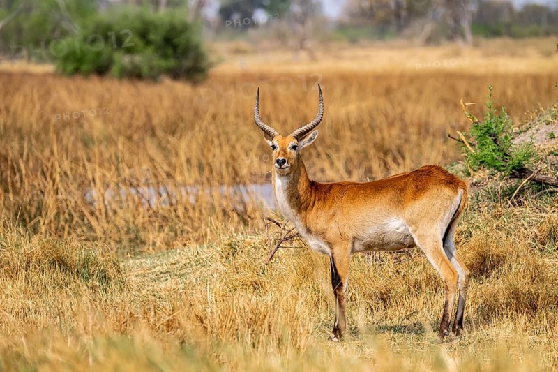 Letschwe or lychee moor antelope (Kobus leche), adult male, Xakanaxa, Okavango Delta, Moremi Game Reserve, Botswana
