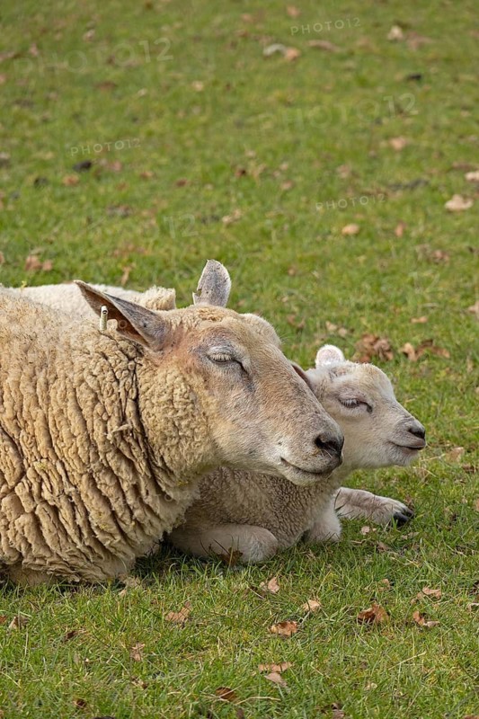 Ewe and lamb lying next to each other and recedles, portrait, sheep pasture, public footpath, Moreton-in-Marsh, Cotswolds, England, Great Britain
