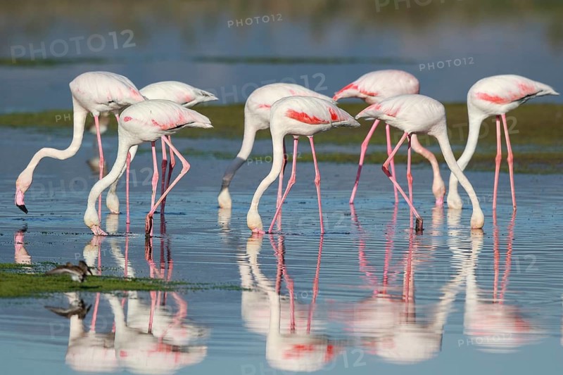 Greater Flamingo (Phoenicopterus roseus) group foraging in shallow water, Greece