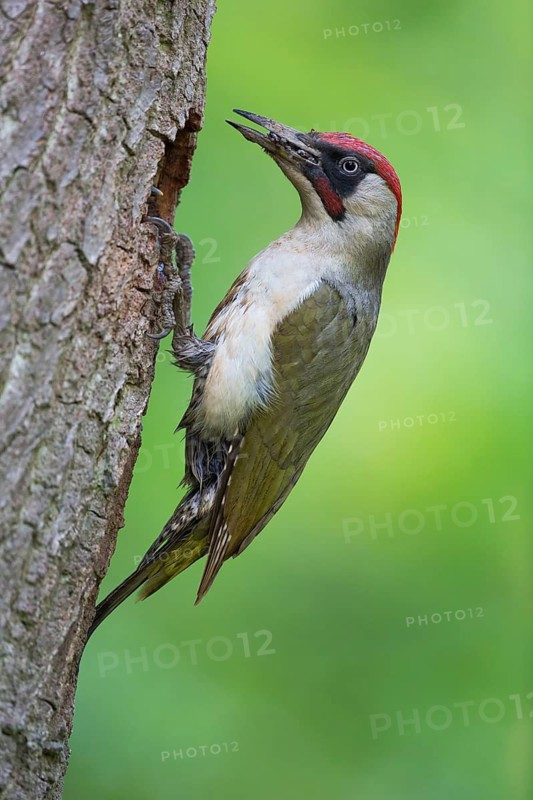 European Green Woodpecker (Picus viridis) male at breeding cavity, Rhineland-Palatinate, Germany