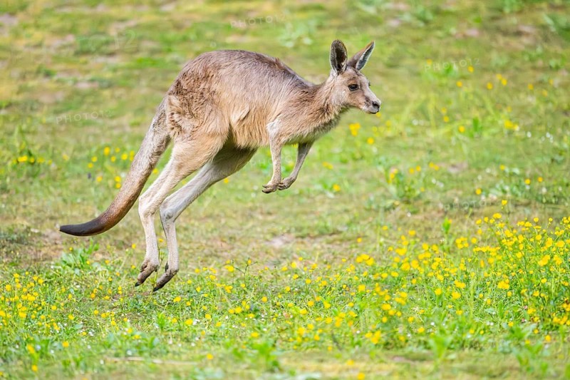 Eastern Gray Kangaroo (Macropus giganteus) youngster jumping on a meadow, captive, Germany