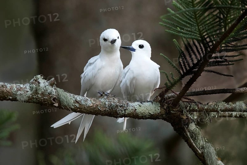 White Tern (Gygis alba candida) pair perched on a branch, Norfolk Island, Australia