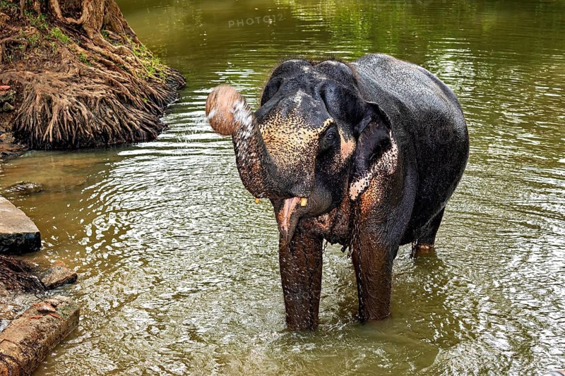 An elephant stands in the water of a river, surrounded by natural vegetation, Elephant in a river near Sigiriya in Sri Lanka (Elephas maximus maximus)