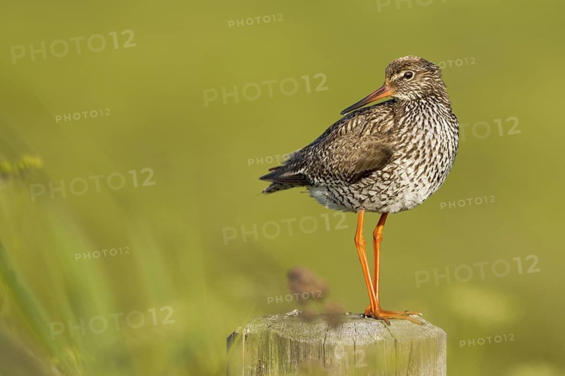 Common Redshank (Tringa totanus), Texel, Netherlands