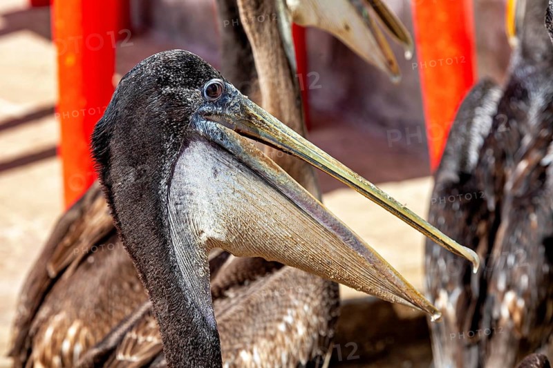 Close-up of a brown pelican with long beak and feather details, brown pelican in Paracas in Peru (Pelecanus occidentalis)