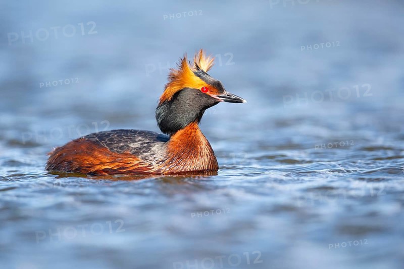 Slavonian grebe (Podiceps auritus) swimming on a lake, Västergötland, Falköping, Sweden