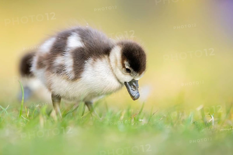 Egyptian goose (Alopochen aegyptiaca) cute chick on a meadow at the shore of a lake, Bavaria, Germany