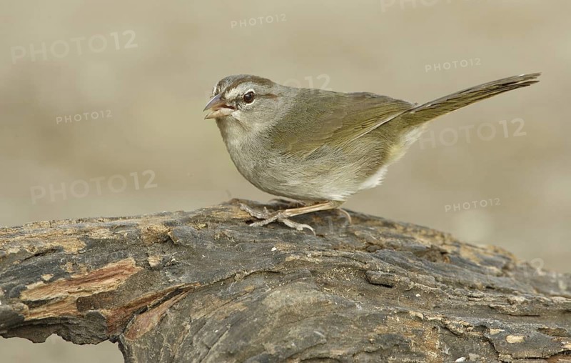 Olive Sparrow (Arremonops rufivirgatus), Texas, USA