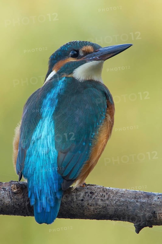 Common Kingfisher (Alcedo atthis) juvenile female, Utrecht, Netherlands