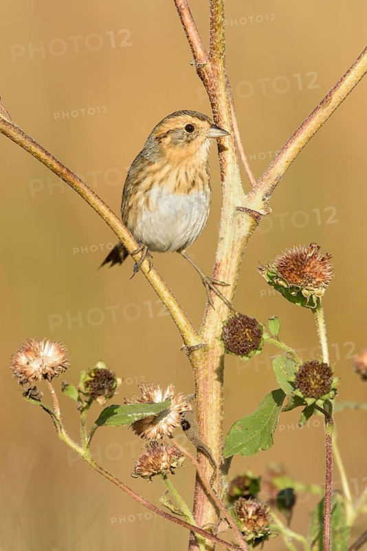 Nelson's Sparrow (Ammodramus nelsoni), Texas, USA