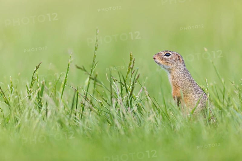 European ground squirrel, (Spermophilus citellus), Schlichtziesel, animals, mammals, family of squirrels, Lobau, Vienna, Lower Austria, Austria