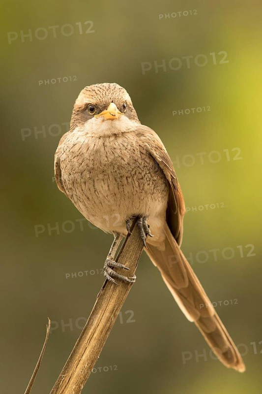 Yellow-billed Shrike (Corvinella corvina), Gambia