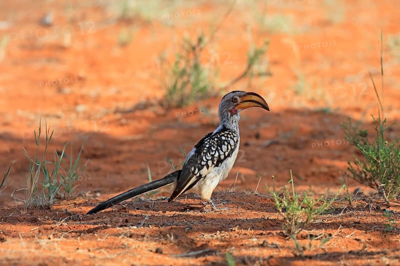 Red-ringed Hornbill (Tockus leucomelas), Southern Yellow-billed Hornbill, adult, foraging on the ground, Mokala National Park, South Africa