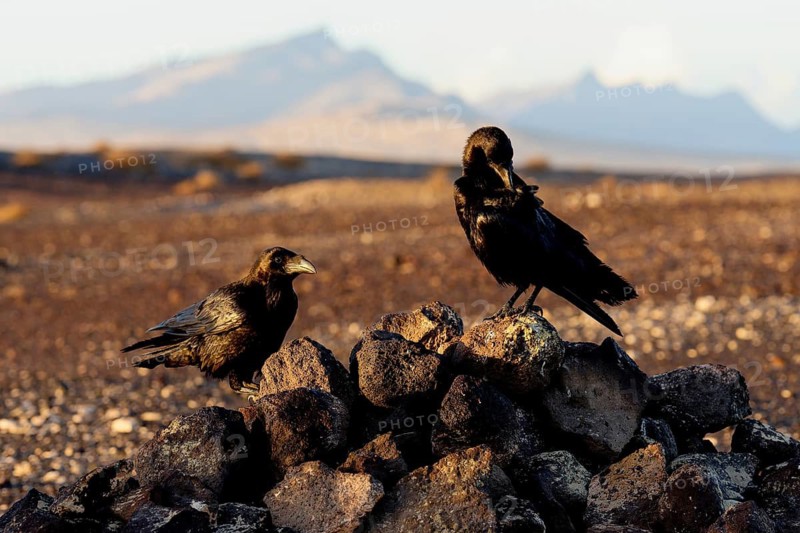 Raven (Corvus corax), semi-desert, Fuerteventura, Spain