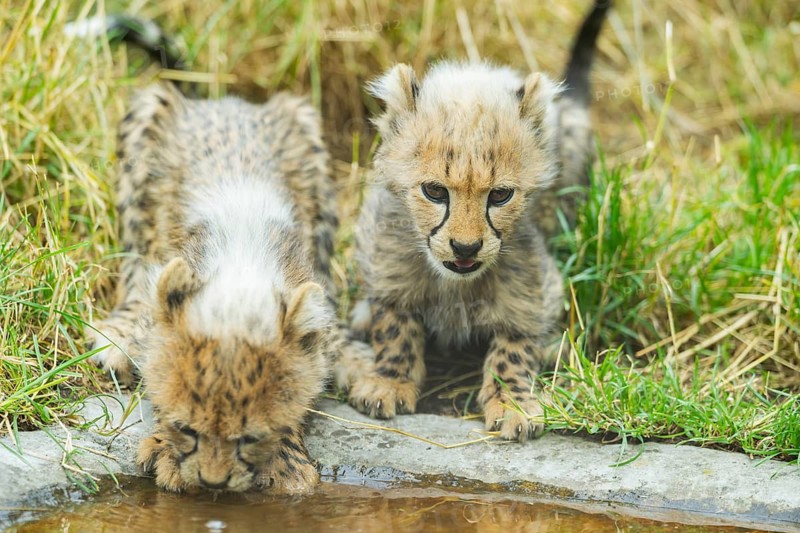 Cheetah (Acinonyx jubatus) youngsters drinking at a water place, captive, occurrence Africa