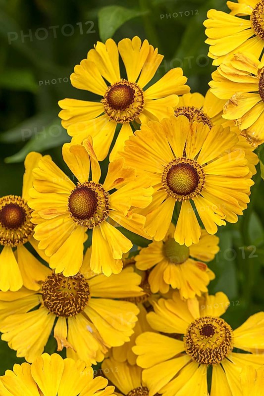 Sunflower (Helenium 'Goldrausch'), RHS Garden Bridgewater, Great Britain