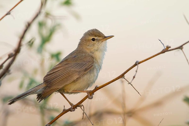 Syke's Warbler - Steppenspötter - Iduna rama, Kazakhstan