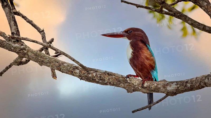 A kingfisher sits on a branch in the evening atmosphere, brown kingfisher also called white-throated kingfisher near Sigiriya in Sri Lanka (Halcyon smyrnensis)