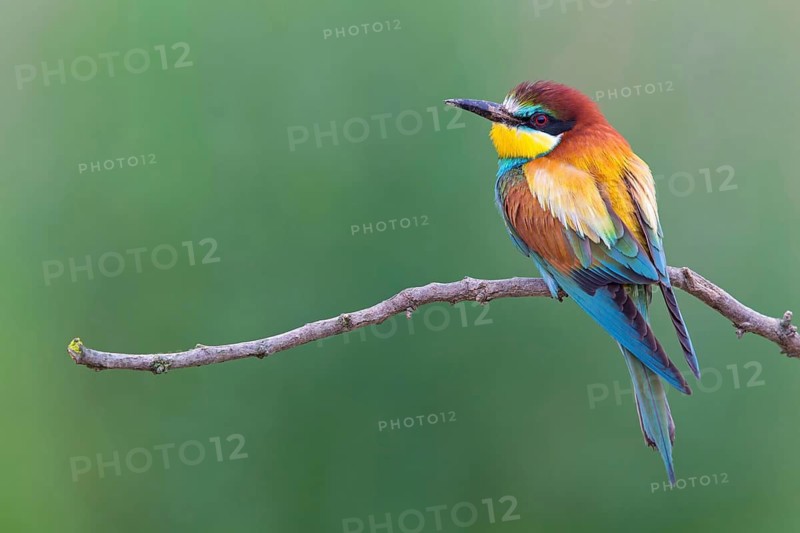 Bee-eater, (Merops apiaster), Animals, Birds, Raptor family, Perching station, Muselievo, Muselievo, Pleven, Bulgaria