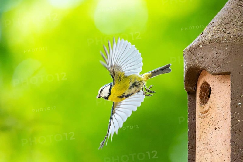 Eurasian blue tit (Cyanistes caeruleus) flying away from a bird house, Bavaria, Germany