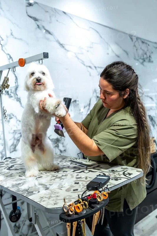 Professional groomer is carefully clipping the fur of a standing white maltese dog with clippers on a grooming table in a clean, brightly lit pet salon, ensuring animal hygiene