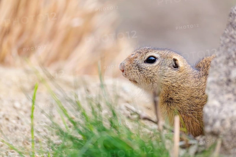 A fully grown European ground squirrel (Spermophilus citellus) sits in rocky terrain on a clouded day, partially hidden behind a rock. Austria