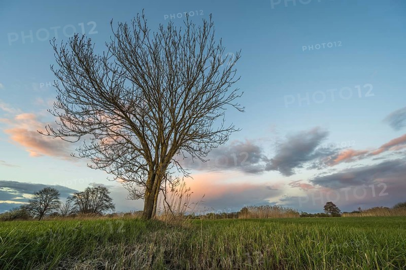 A leafless tree stands in the field at sunset. Clouds move in the sky. Mountains can be seen on the horizon. Bas Rhin, Alsace, France