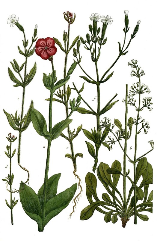 Botany, plants, a. lychnis coronaria, lady rose, b. L muscosa, c. L hirsuta, d. L hirsuta minor, e. L noctiflora angustifolia, f. L noctiflora persica