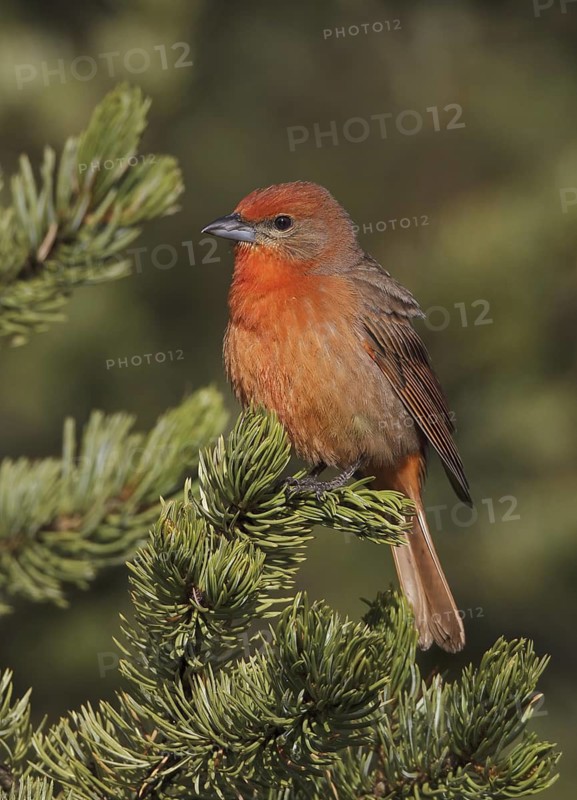 Hepatic Tanager (Piranga hepatica) male, New Mexico, USA
