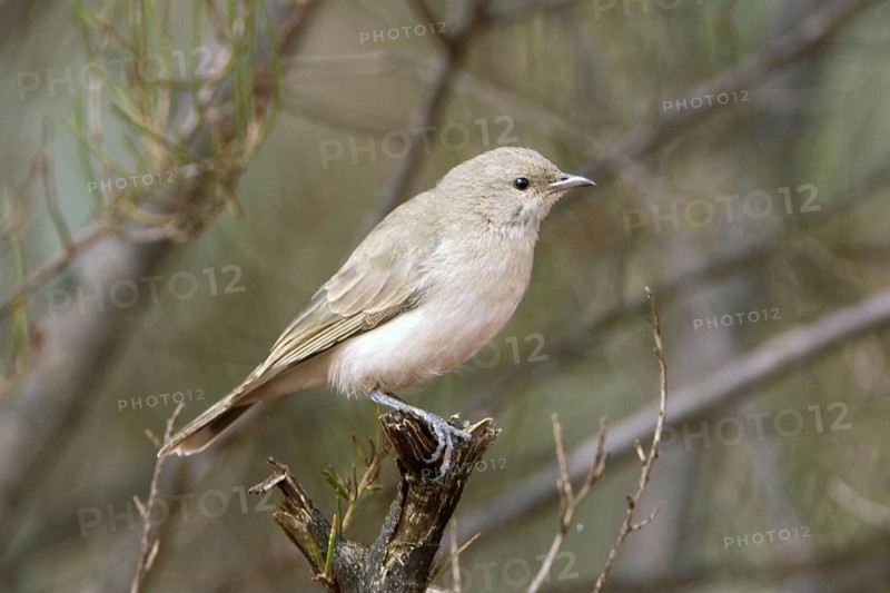 Grey Honeyeater (Conopophila whitei), Western Australia, Australia