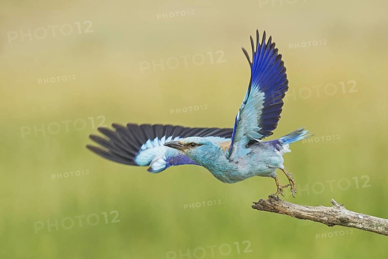 European Roller (Coracias garrulus) taking flight from branch, Hortobagy National Park, Hungary