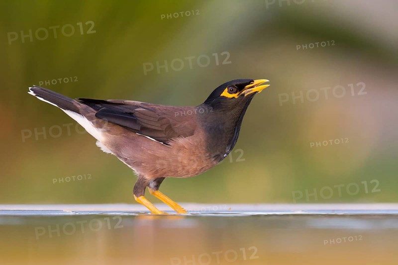 Common Myna - Hirtenmaina - Acridotheres tristis, Oman