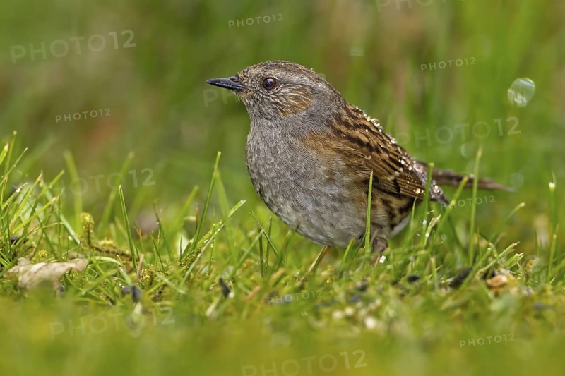 Dunnock (Prunella modularis), Saxony-Anhalt, Germany