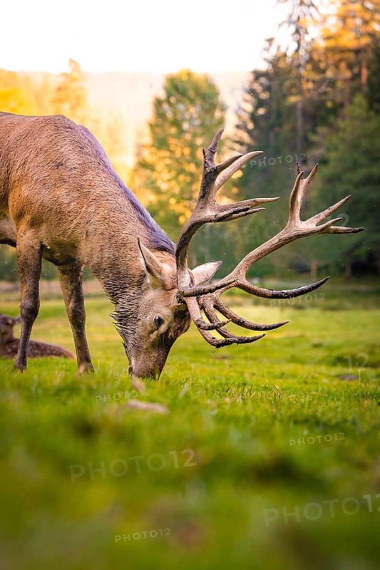 Stag with large antlers in meadow, Black Forest, Enzklösterle, Germany