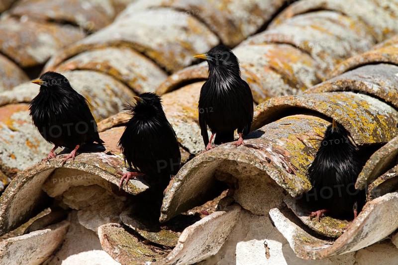 Spotless Starling (Sturnus unicolor), Castile-La Mancha, Spain