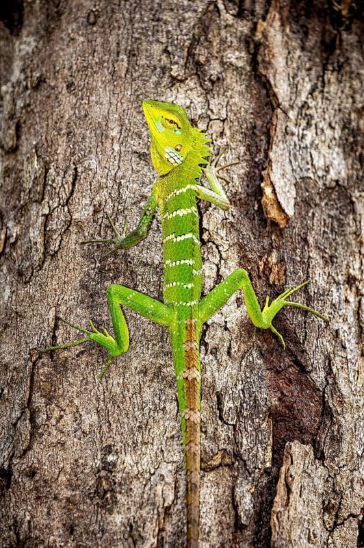 A green lizard climbs on a tree trunk, perfectly camouflaged against the bark, Indian garden lizard near Sigiriya in Sri Lanka (Calotes versicolor)
