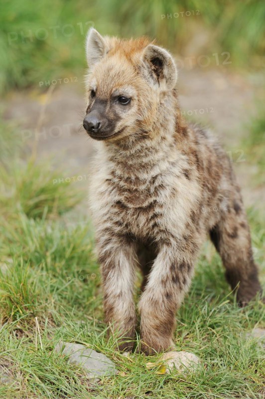 Spotted hyena or spotted hyena (Crocuta crocuta), juvenile, captive, occurrence in Africa