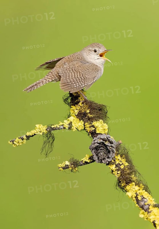 House Wren (Troglodytes aedon) singing, British Columbia, Canada