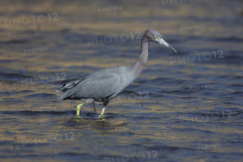 Great Blue Heron (Egretta caerulea) in Myakka River State Park, Florida, USA