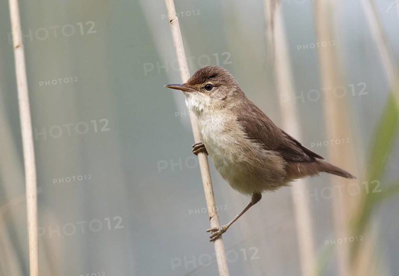 Eurasian Reed Warbler (Acrocephalus scirpaceus), Mecklenburg-Western Pomerania, Germany