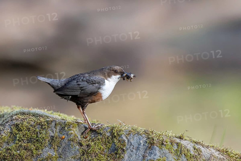 White-throated Dipper (Cinclus cinclus) with food in its beak, North Rhine-Westphalia, Germany