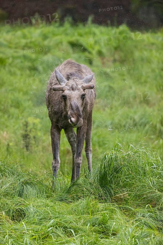 One adult male moose or elk, Alces alces, standing in tall fresh green grass