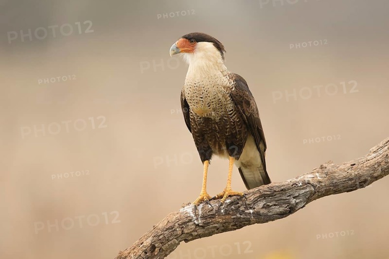 Northern Crested Caracara (Caracara cheriway), Texas, USA