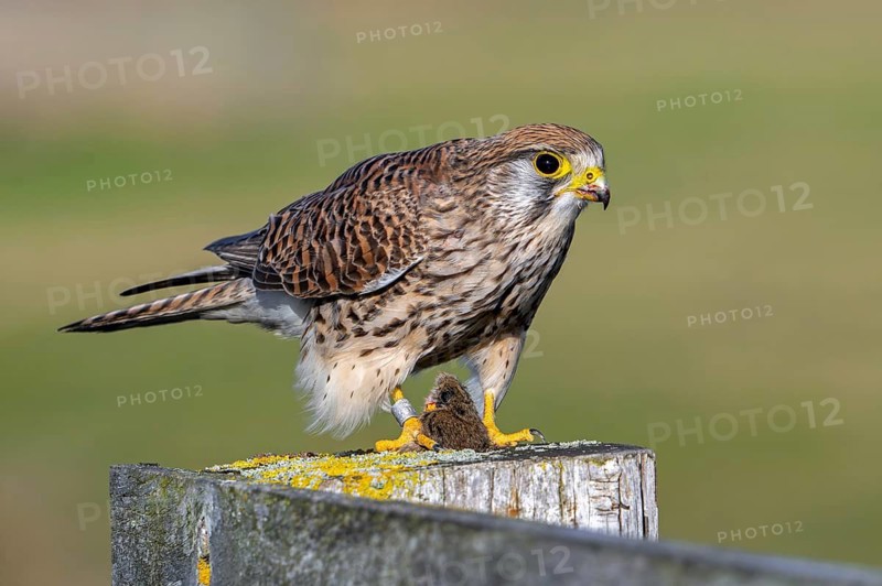 Common kestrel / European kestrel (Falco tinnunculus) female perched on wooden fence post eating caught vole prey