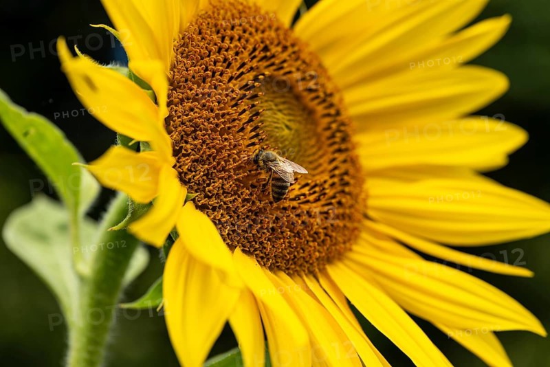 Close-up of a honey bee (Apis mellifera) on a bright yellow flowering sunflower (Helianthus annuus) in front of a blurred green background, Germany