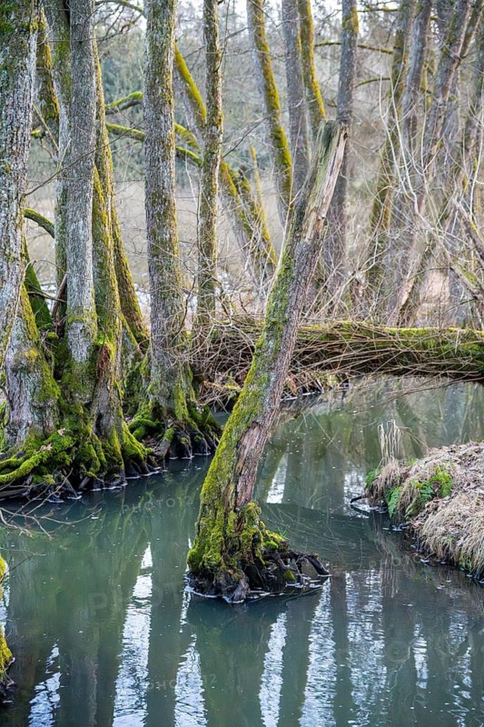 Winterladscape of a swamp with water and trees, Lengenbach, Deining, Upper Palatinate, Bavaria, Germany