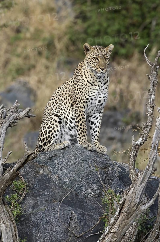 Leopard (Panthera pardus) female sitting on a rock, Serengeti National Park, Tanzania